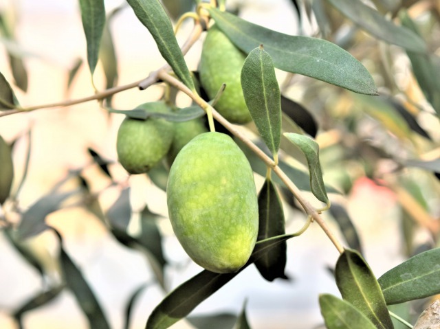 olive-AU-0055-01