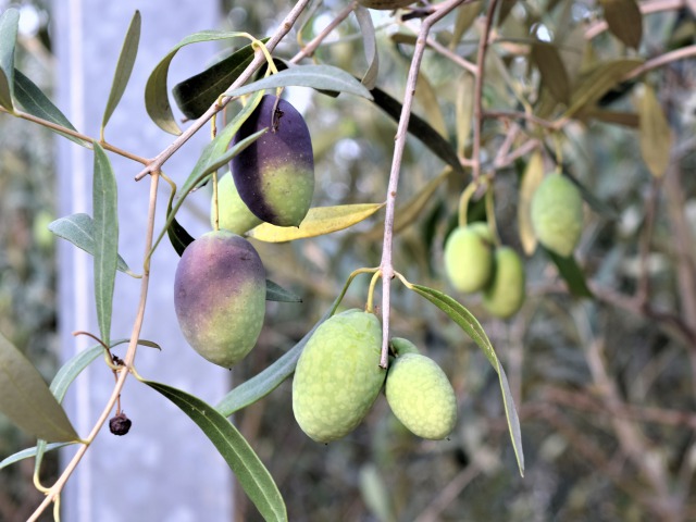 olive-AU-0055-02